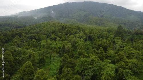 forest in the mountains