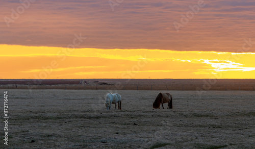 horses in Iceland
