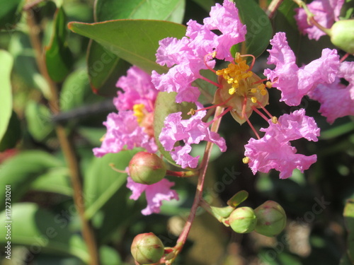 Zbliżenie na kwiat rośliny z gatunku Lagerstroemia photo