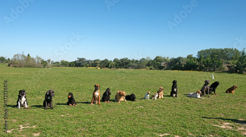 group of dogs