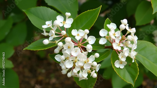 Viorne de Chine (Viburnum plicatum) aux cymes floraux printanier encore immatures photo