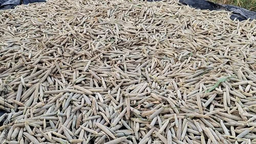 A lot of Pearl Millet also known as bajra in hindi in a field in indian farm land.