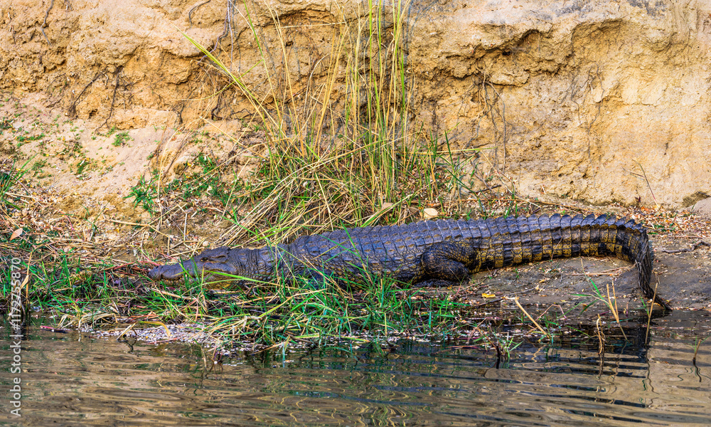 Afrian Alligator on the Beach, Namibia, Africa Afrian Alligator on the Beach, Namibia, Africa