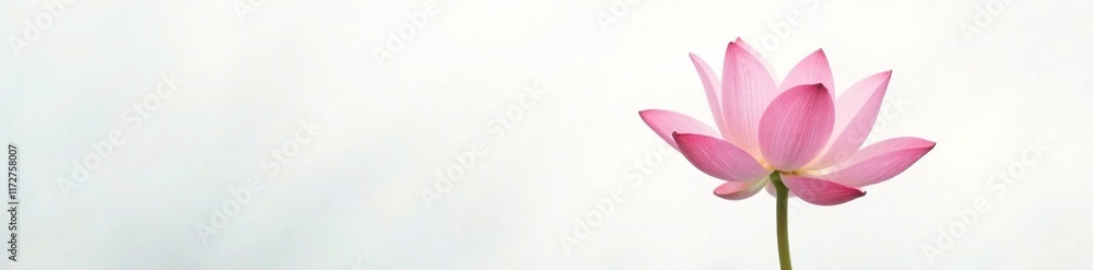 Fototapeta premium A solitary lotus in full bloom on a white background with a subtle gradient, peaceful, flowers