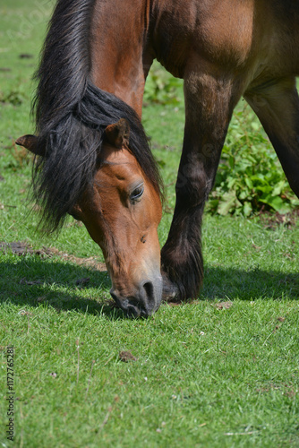 Beautiful brown horse eating grass