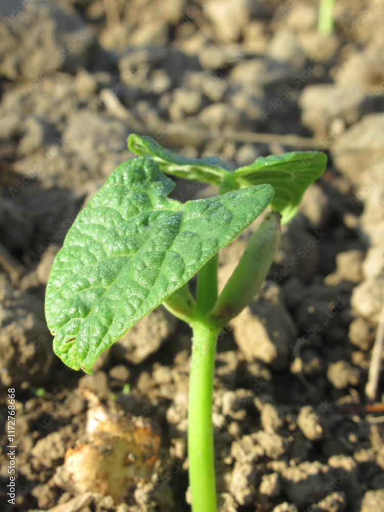 Fototapeta premium Zbliżenie na młode siewki fasoli