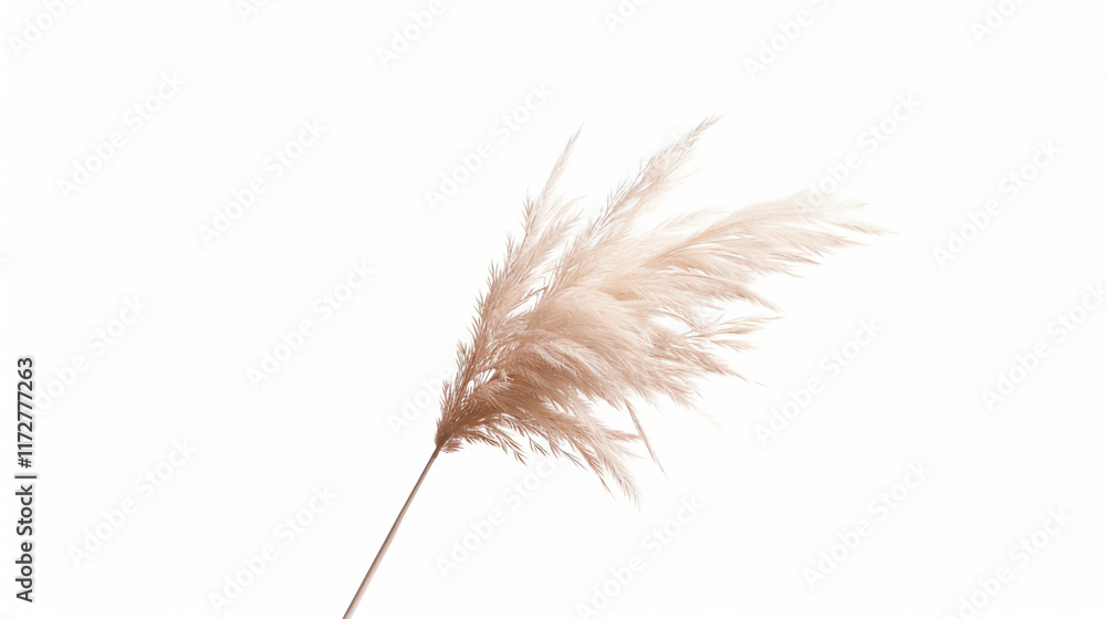 Soft beige pampas grass stem Soft beige pampas grass stem