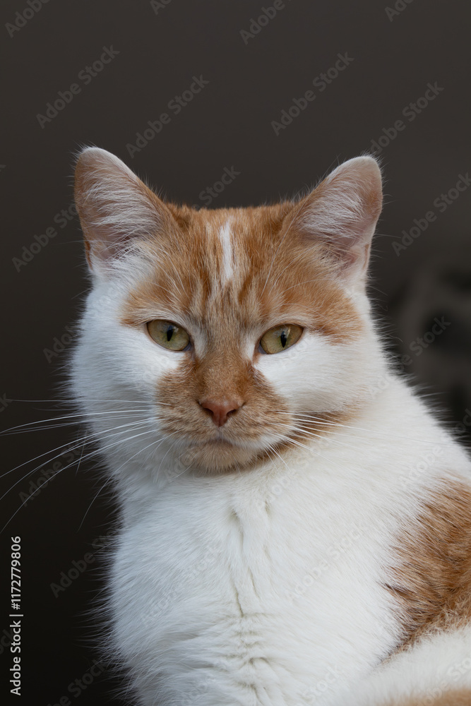 Portrait d'un chat roux et blanc aux yeux jaunes Portrait d'un chat roux et blanc aux yeux jaunes