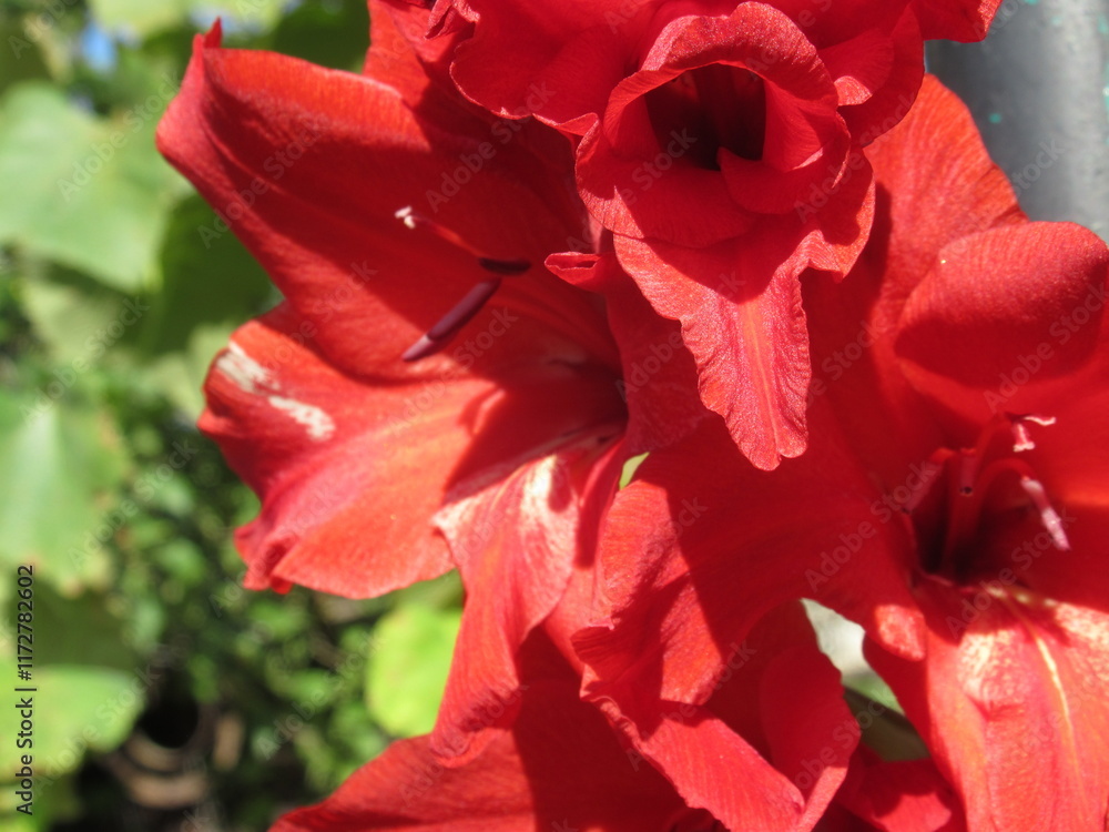 Zbliżenie na kwiat rośliny z gatunku Gladiolus Zbliżenie na kwiat rośliny z gatunku Gladiolus