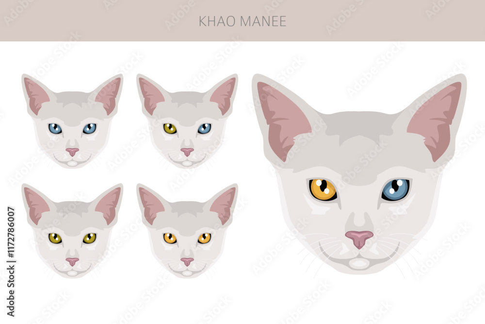 Khao Manee Cat clipart. All coat colors set. All cat breeds characteristics infographic. Vector illustration Khao Manee Cat clipart. All coat colors set. All cat breeds characteristics infographic. Vector illustration