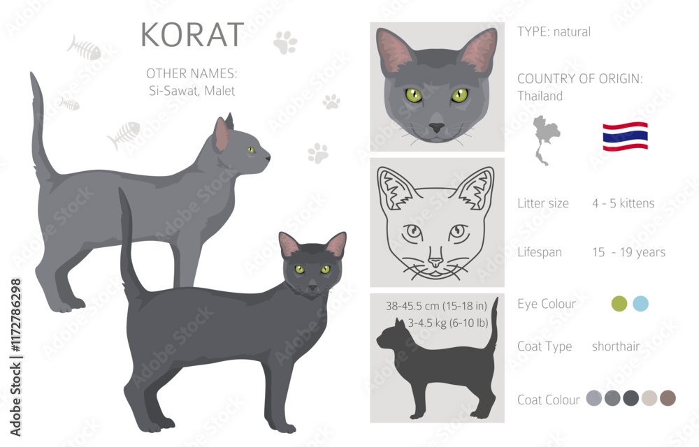 Naklejka premium Korat Cat clipart. All coat colors set. All cat breeds characteristics infographic. Vector illustration