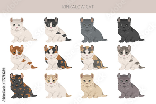 Kinkalow Cat clipart. All coat colors set.  All cat breeds characteristics infographic. Vector illustration