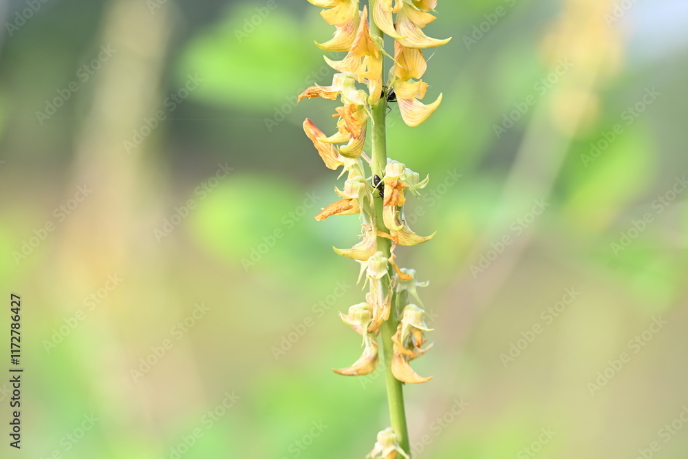 Ants on yellow flower plant. The image shows a close-up of a plant with yellow flowers and a cluster of ants crawling on it. The background is blurred, focusing attention on the plant and insects. Ants on yellow flower plant. The image shows a close-up of a plant with yellow flowers and a cluster of ants crawling on it. The background is blurred, focusing attention on the plant and insects.