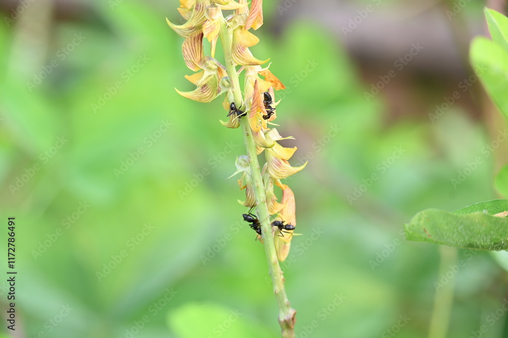 Naklejka premium Ants on yellow flower plant. The image shows a close-up of a plant with yellow flowers and a cluster of ants crawling on it. The background is blurred, focusing attention on the plant and insects.