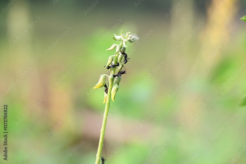 Ants on yellow flower plant. The image shows a close-up of a plant with yellow flowers and a cluster of ants crawling on it. The background is blurred, focusing attention on the plant and insects. Ants on yellow flower plant. The image shows a close-up of a plant with yellow flowers and a cluster of ants crawling on it. The background is blurred, focusing attention on the plant and insects.