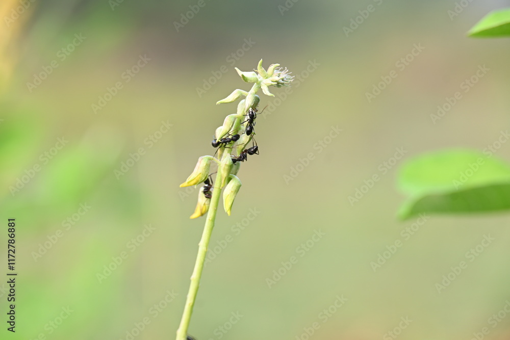 Ants on yellow flower plant. The image shows a close-up of a plant with yellow flowers and a cluster of ants crawling on it. The background is blurred, focusing attention on the plant and insects. Ants on yellow flower plant. The image shows a close-up of a plant with yellow flowers and a cluster of ants crawling on it. The background is blurred, focusing attention on the plant and insects.