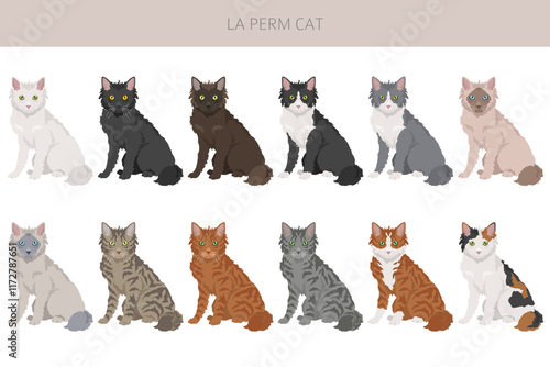 La Perm Cat clipart. All coat colors set.  All cat breeds characteristics infographic. Vector illustration