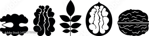 Walnut logo. Isolated walnut on white background 