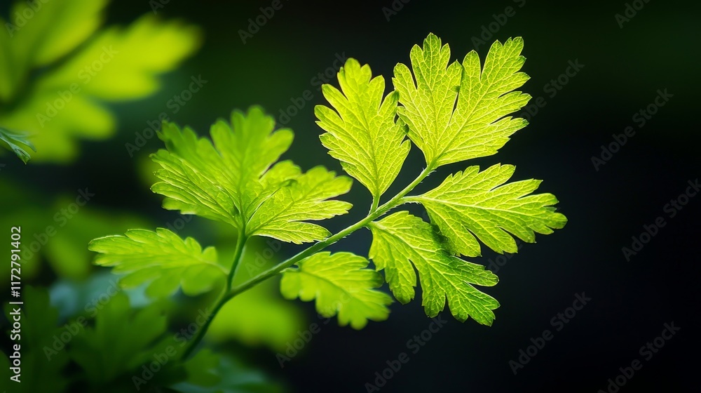 Close-up of fresh green leaves with intricate veins on a dark green background Close-up of fresh green leaves with intricate veins on a dark green background