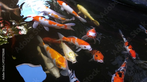 Top view of fancy Koi fish or Japanese Koi carp swimming freely in the healthy pond