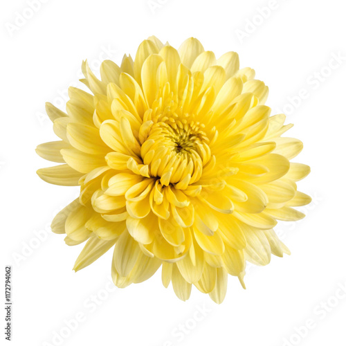 yellow chrysanthemum flower