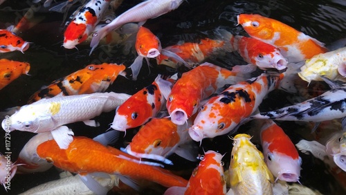 Many Koi fish or colorful fancy carps swimming in a pond and finding food. A bustling view of Japanese koi as they swim together in a pond.