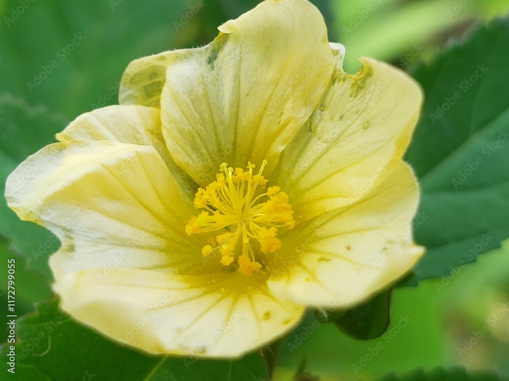 A Close-Up View of a Yellow Flower with a Yellow Center A Close-Up View of a Yellow Flower with a Yellow Center