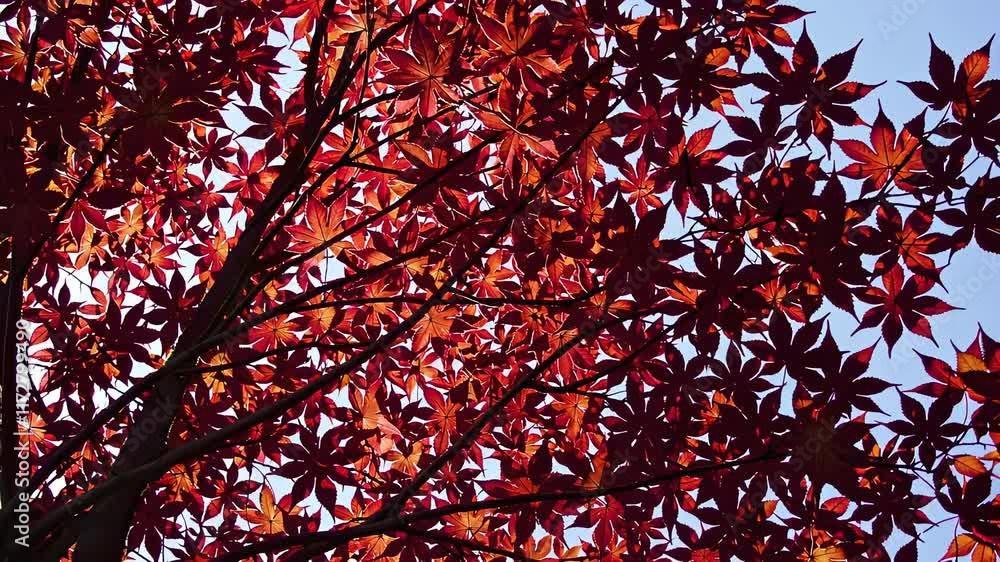 Vibrant Autumn Leaves Create a Stunning Canopy Against the Blue Sky in a Serene Outdoor Setting Vibrant Autumn Leaves Create a Stunning Canopy Against the Blue Sky in a Serene Outdoor Setting