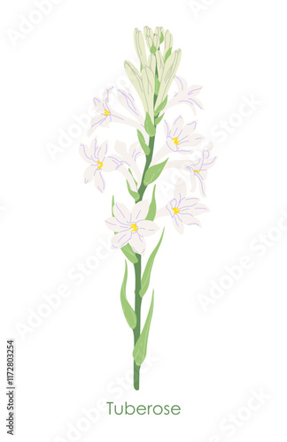 Simple Flowering Tuberose Garden Plant