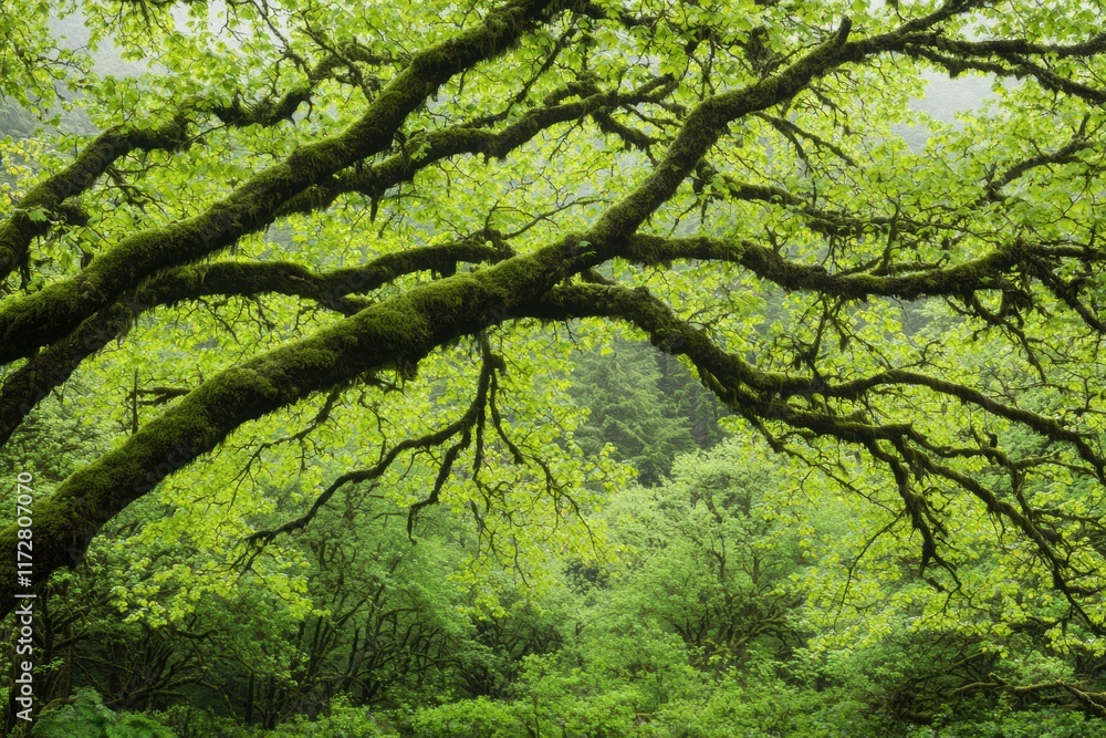 Lush Green Foliage with Intricate Tree Branches in Forest Setting Lush Green Foliage with Intricate Tree Branches in Forest Setting