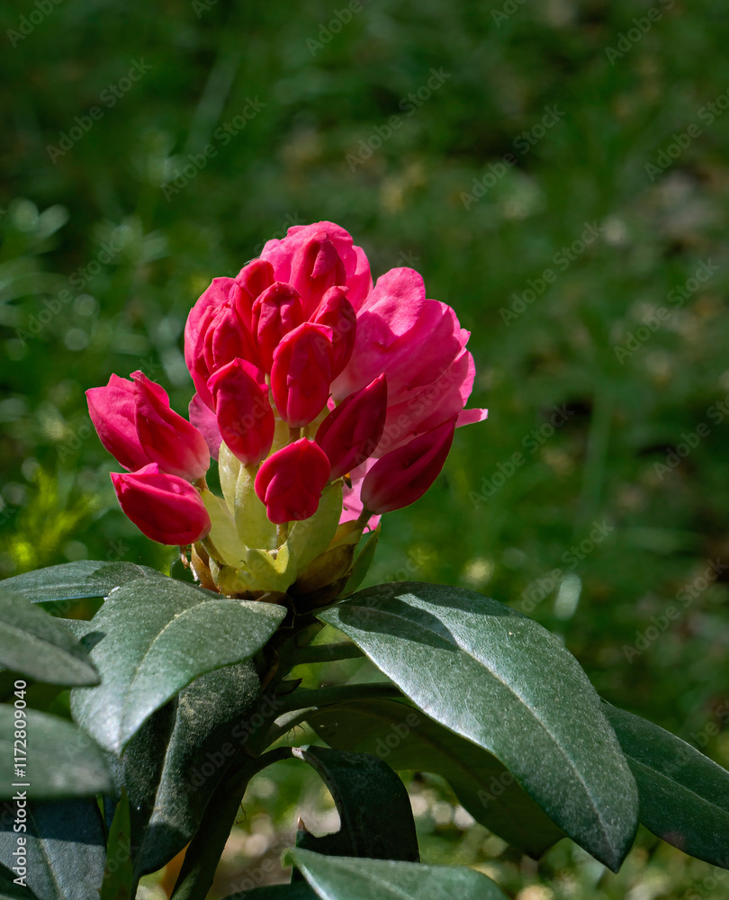 Rhododendron flower not yet in bloom.... Rhododendron flower not yet in bloom....