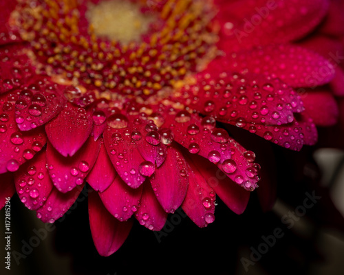 Red flower with water drops