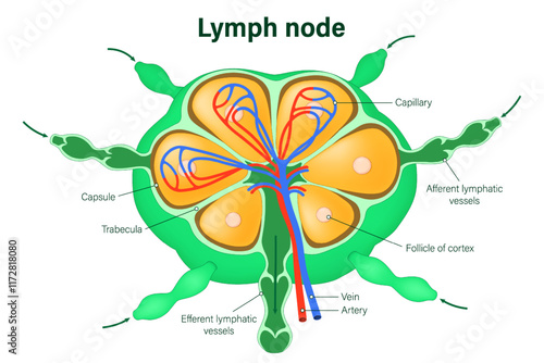 Structure of lymph node vetor. Afferent and efferent vessels.