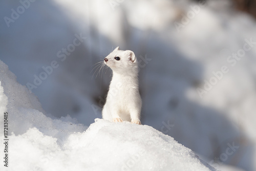 Ermine (Mustela erminea) Ermellino
