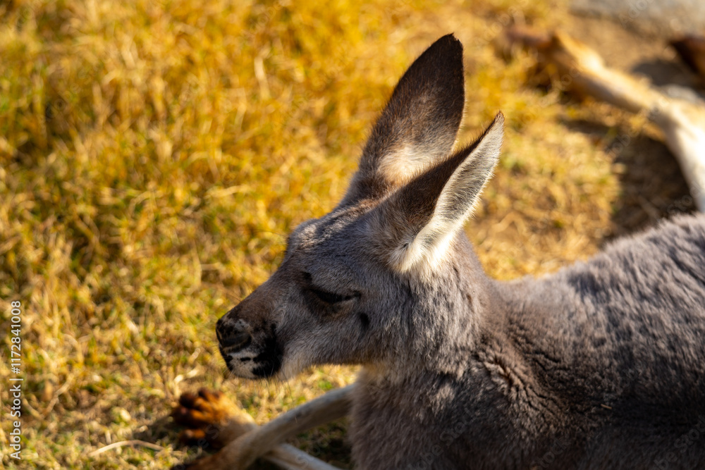 アカカンガルーの写真 アカカンガルーの写真