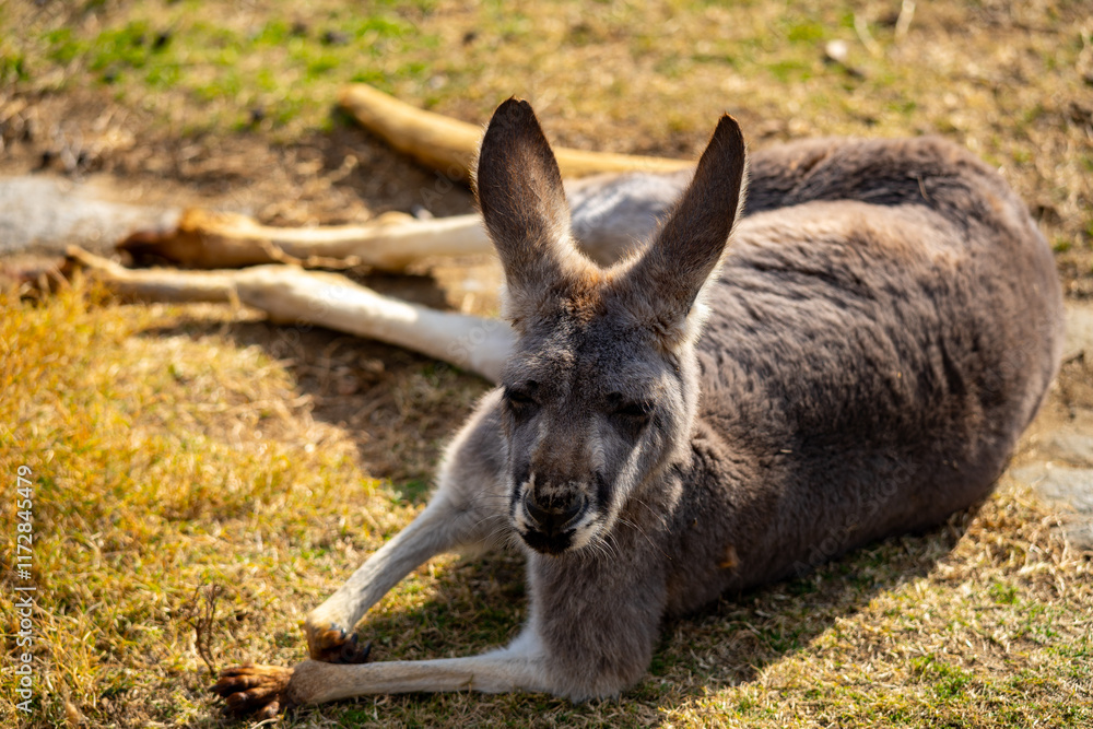 アカカンガルーの写真