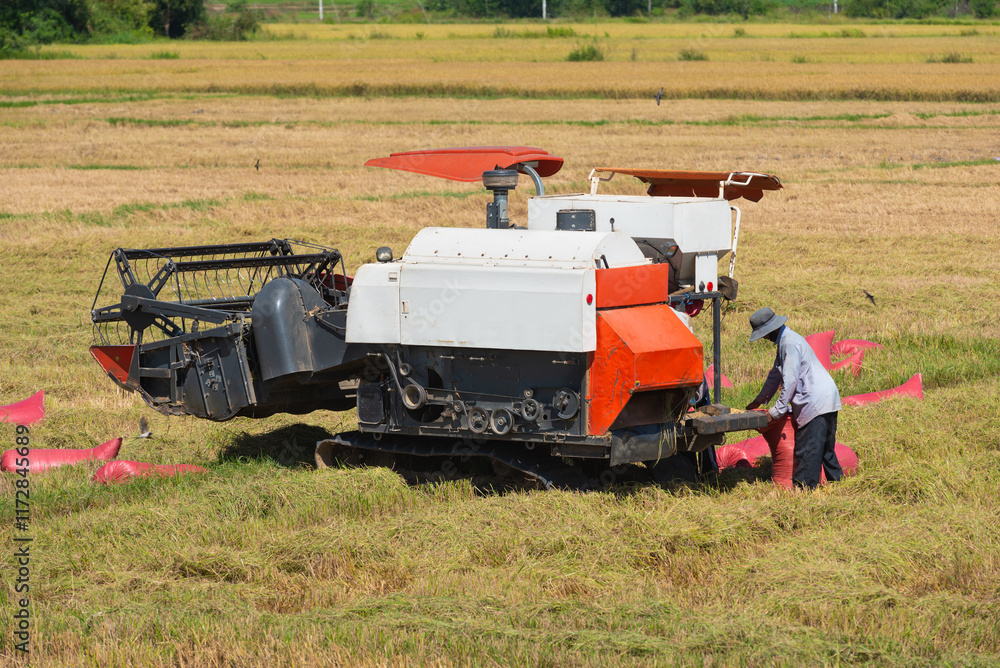 Fototapeta premium combine harvesting rice