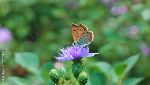 Beauty of Little Copper Butterfly in Rose Garden photo