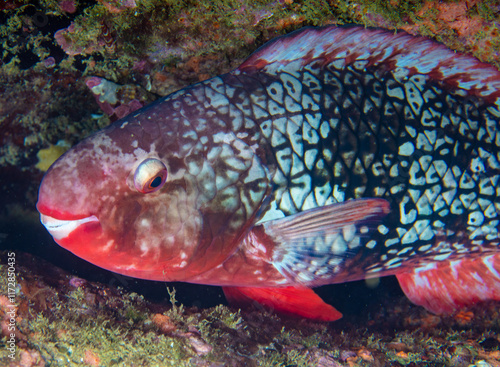 Parrotfish photo