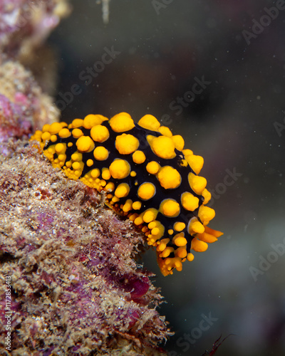 Nudibranch photo