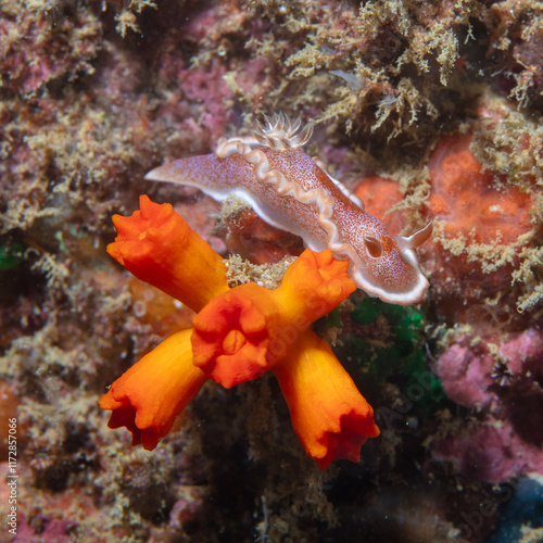 Nudibranch photo