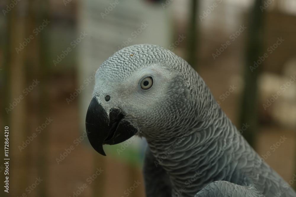 Fototapeta premium Psittacus erithacus, commonly known as the African grey parrot, is a species of parrot native to the rainforests of West and Central Africa. 