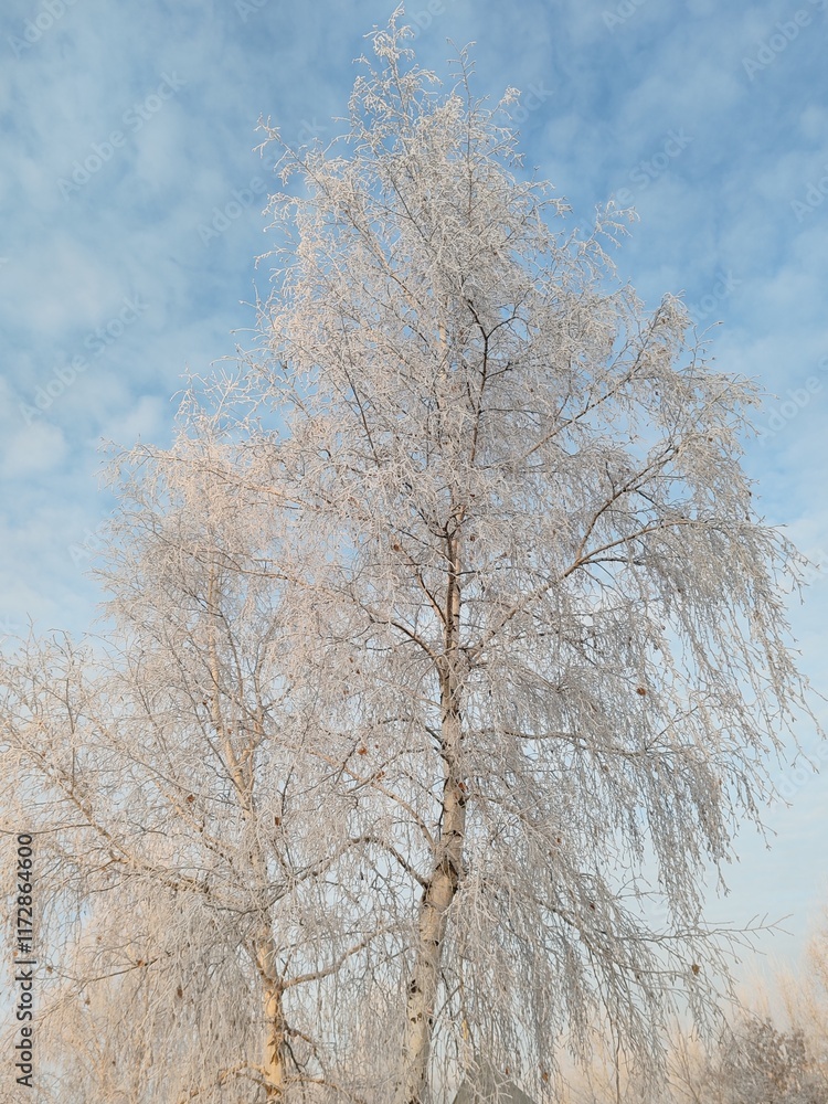 A tree covered in snow is the main focus of the image A tree covered in snow is the main focus of the image