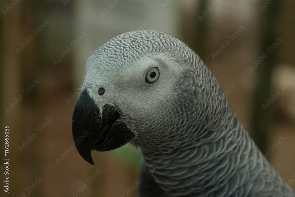 Obraz premium Psittacus erithacus, commonly known as the African grey parrot, is a species of parrot native to the rainforests of West and Central Africa. 
