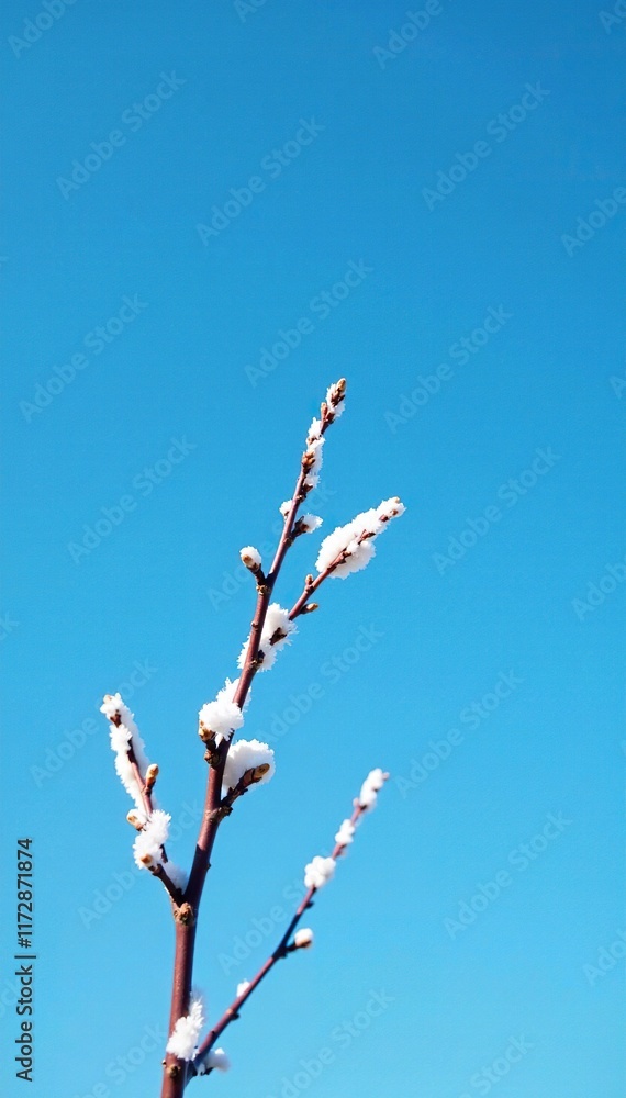 Single white branch against a bright blue sky, winter, contrast Single white branch against a bright blue sky, winter, contrast