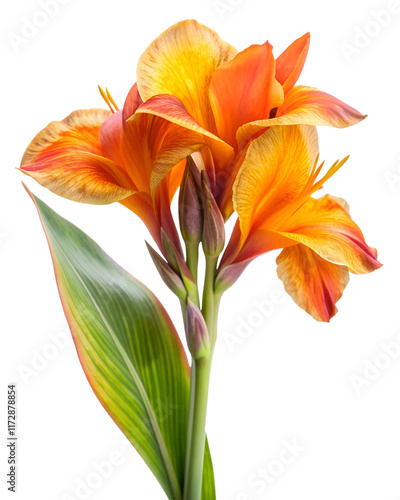 Orange Canna Lily Flowers on Transparent Background photo