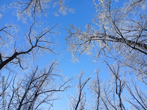 Winter tree tops view from below. Low angle shot of trees in a winter forest. Looking up at winter tree tops. Bottom view of tree tops. Winter background