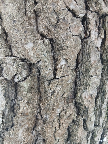 Tree bark. Texture of tree bark. Tree bark close-up. Bark background