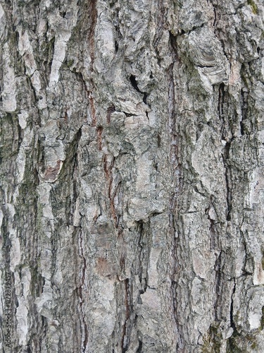 Tree bark. Texture of tree bark. Tree bark close-up. Bark background
