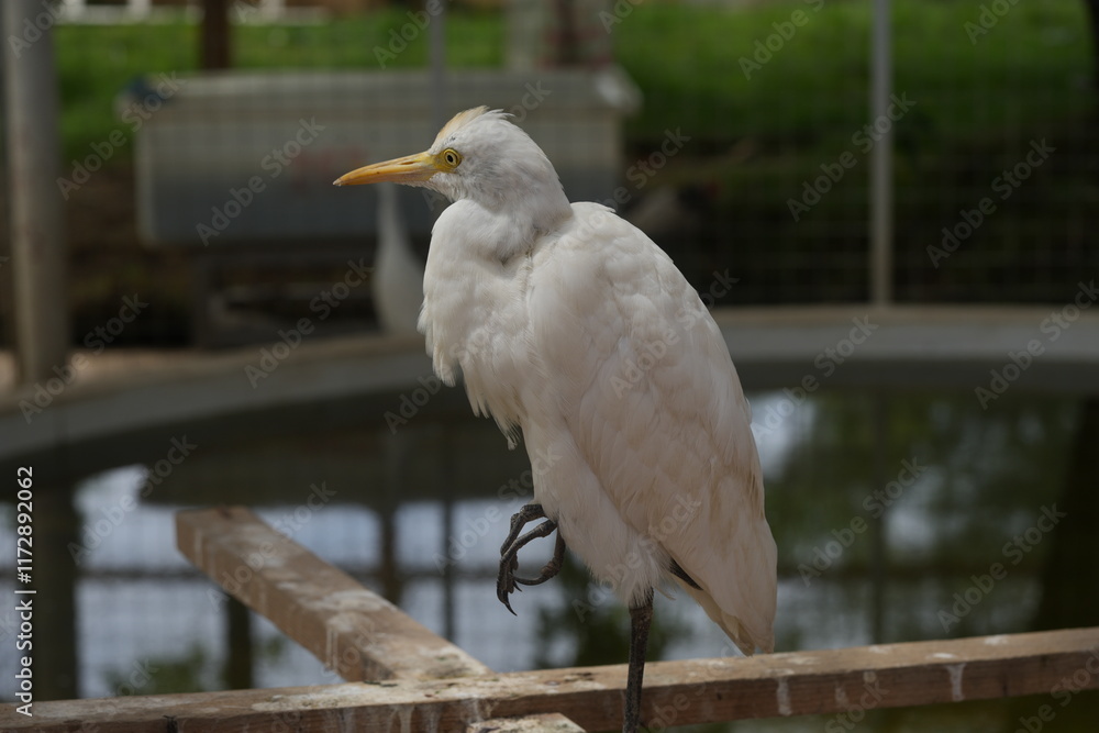 Obraz premium Bubulcus ibis, commonly known as the Cattle Egret, is a species of heron that is widely distributed across Africa, Asia, Europe, and the Americas.